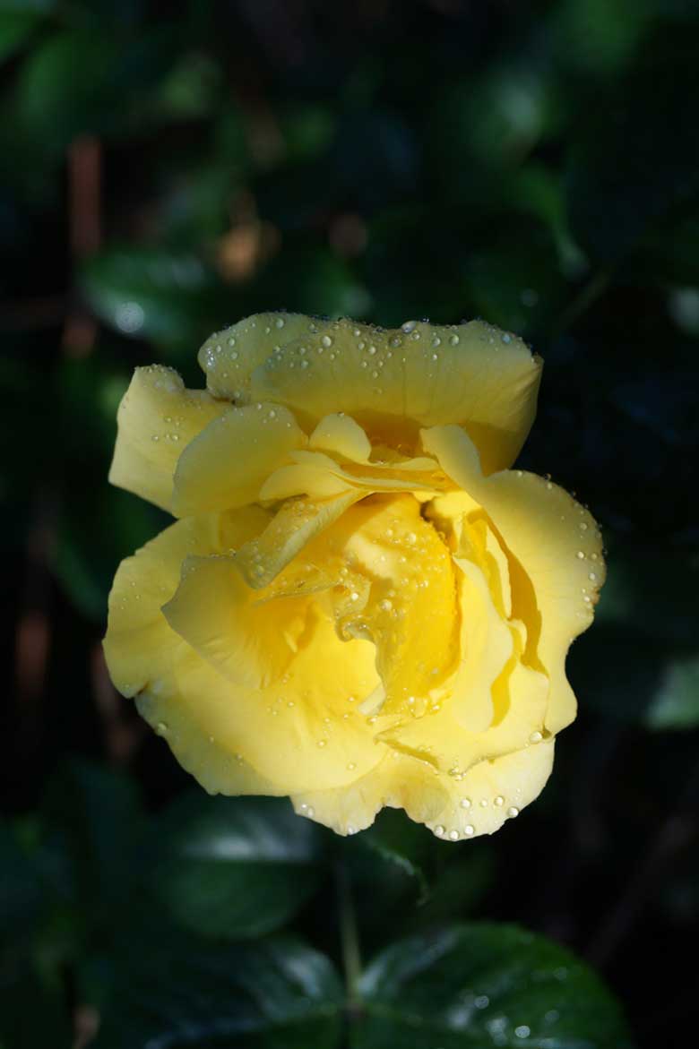 good morning wishes with yellow roses